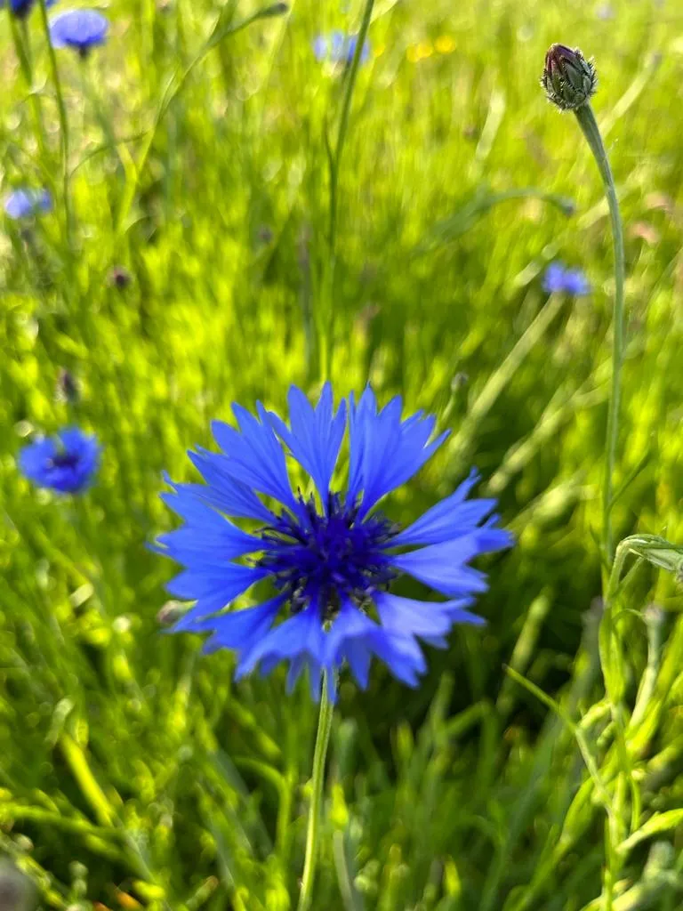 Blauwe korenbloem in de wilde bloemenweide