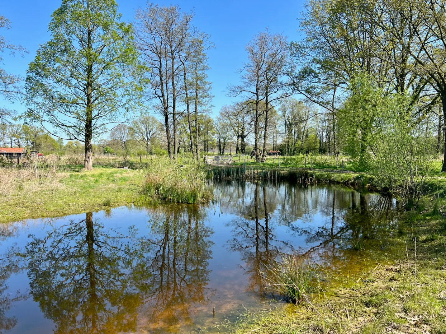 Aangelegde poel tussen de bomen